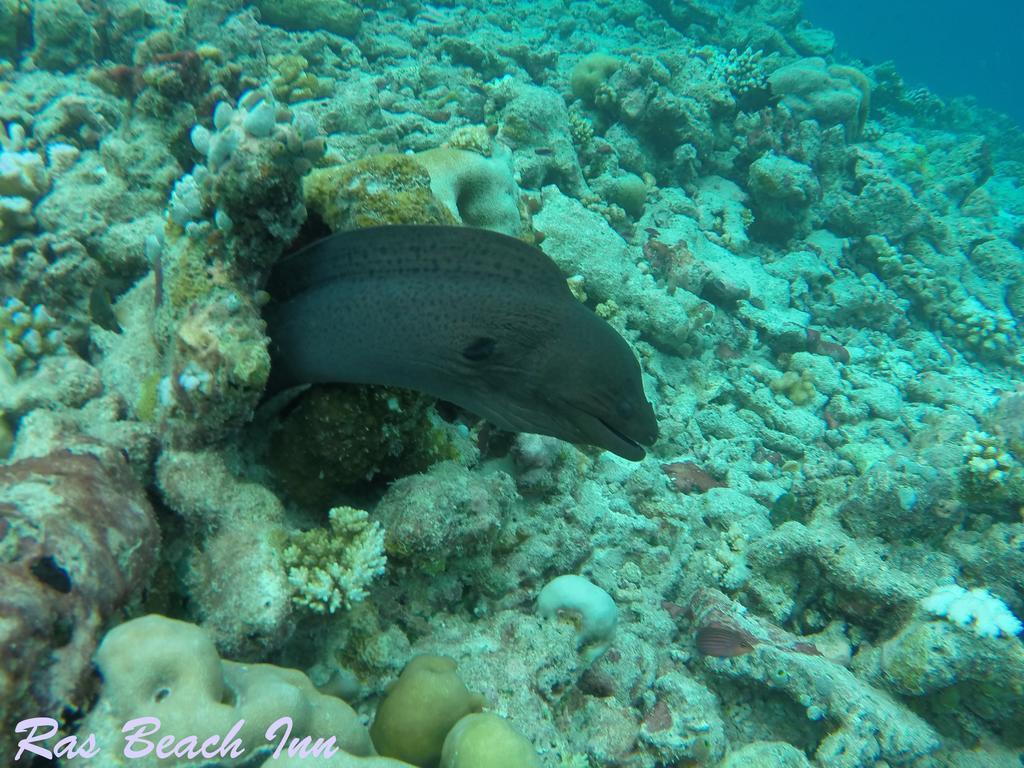 Ras Beach Inn Rasdhoo Exteriér fotografie