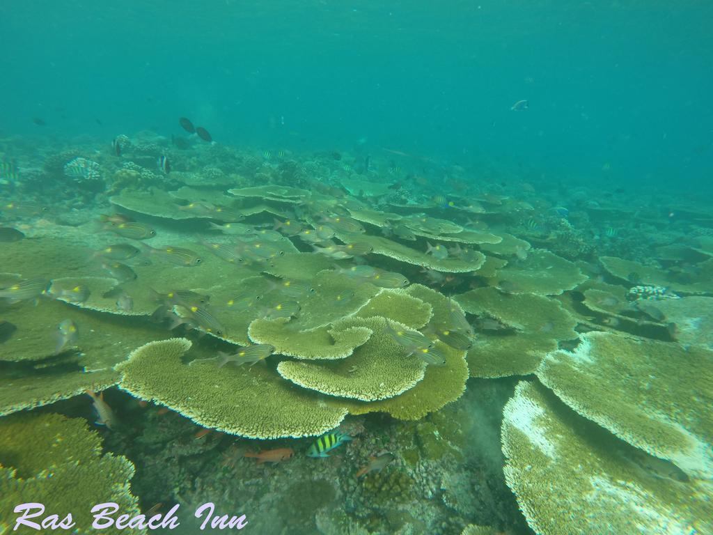 Ras Beach Inn Rasdhoo Exteriér fotografie